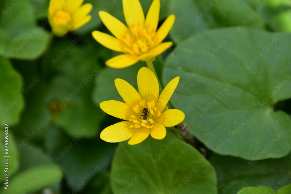 Dotterblume Dotterblume