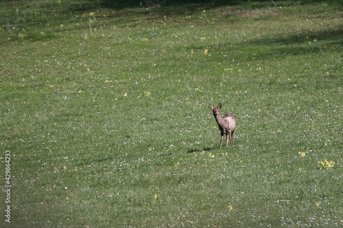 Wild roe deer graze on a green meadow © leomalsam