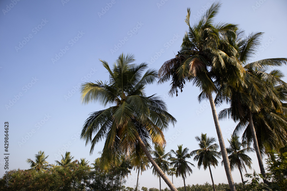 Obraz premium Coconut trees against blue sky 