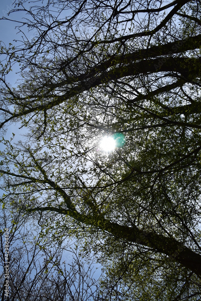 Sonne scheint durch Laubdach Sonne scheint durch Laubdach