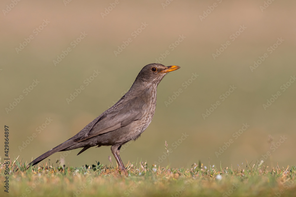 Common Blackbird feeding on flowers Common Blackbird feeding on flowers