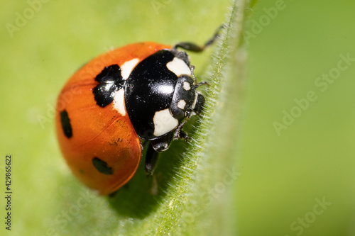 Seven spot ladybird (Coccinella septempunctata)