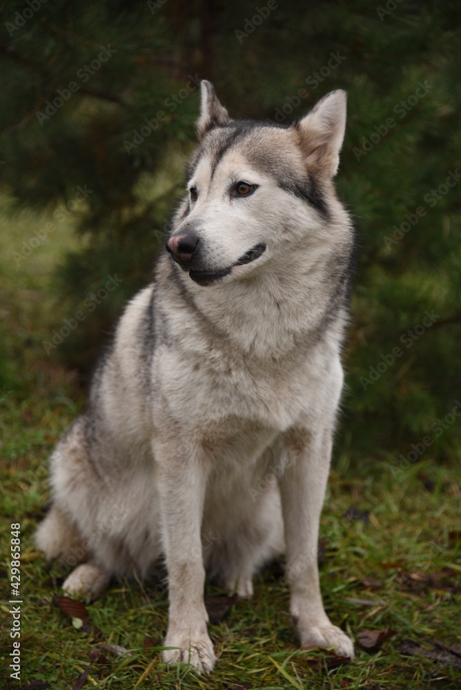 A beautiful dog of breed Alaskan Malamute, Husky, sits under a green Christmas tree