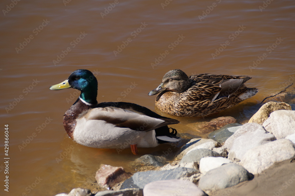ducks in the water ducks in the water