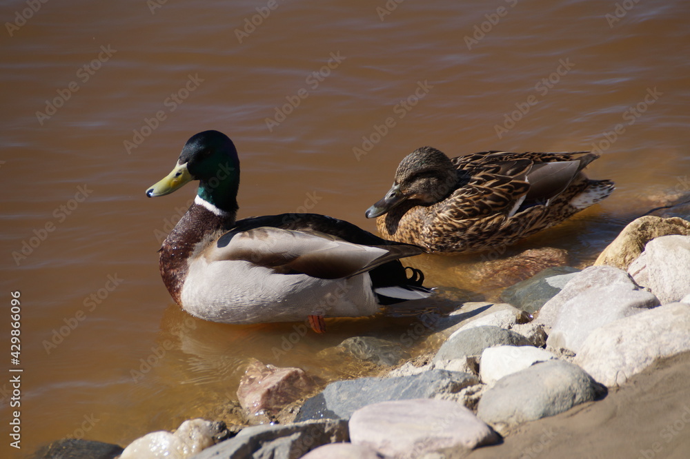 duck and ducklings duck and ducklings