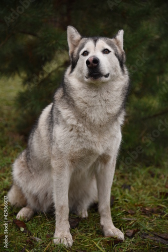 A beautiful dog of breed Alaskan Malamute, Husky, sits under a green Christmas tree © Kateryna