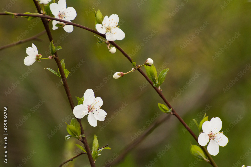 Fototapeta premium white flowers of the blooming mirabelle fruit tree