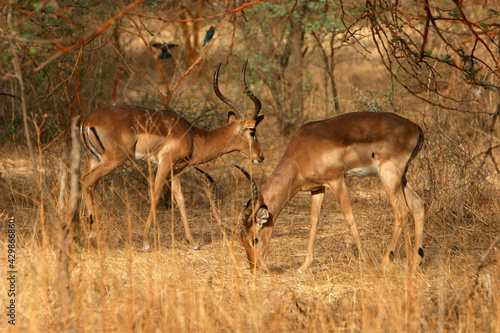 Impala  aepyceros melampus 