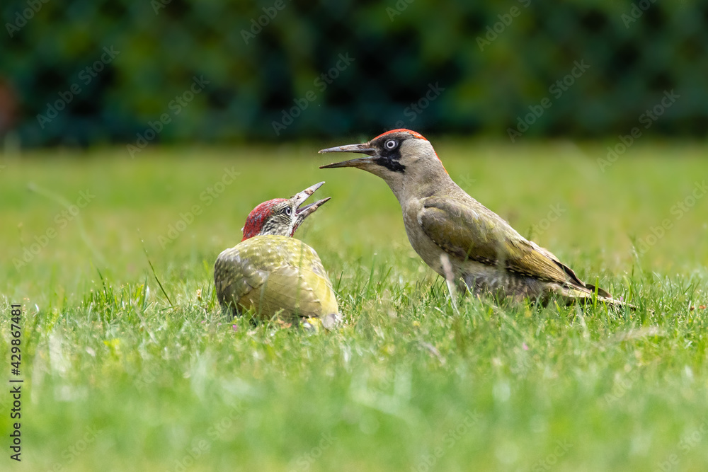 Grünspecht 2 Grünspecht 2