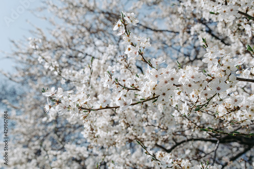 cherry blossom andt blue sky at spring © sorin