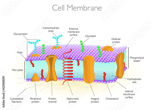 Detailed Diagram Models of a Cell Membrane