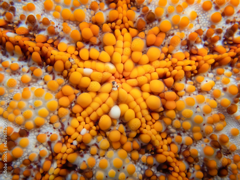 Bright Orange and White Bumps and Design in Close Up of Cushion Sea Star Bright Orange and White Bumps and Design in Close Up of Cushion Sea Star