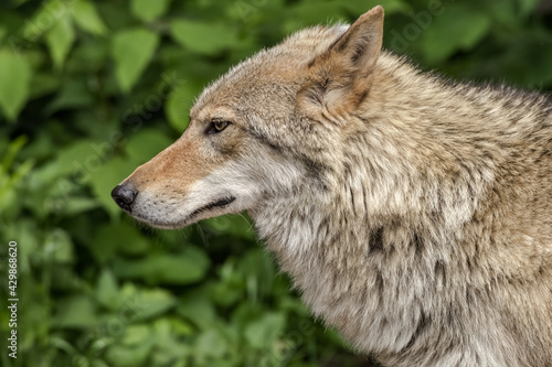 Gray Wolf  Canis lupus  in Russia