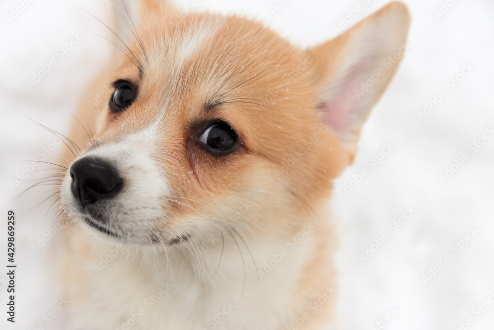 portrait of welsh corgi on a background of snow