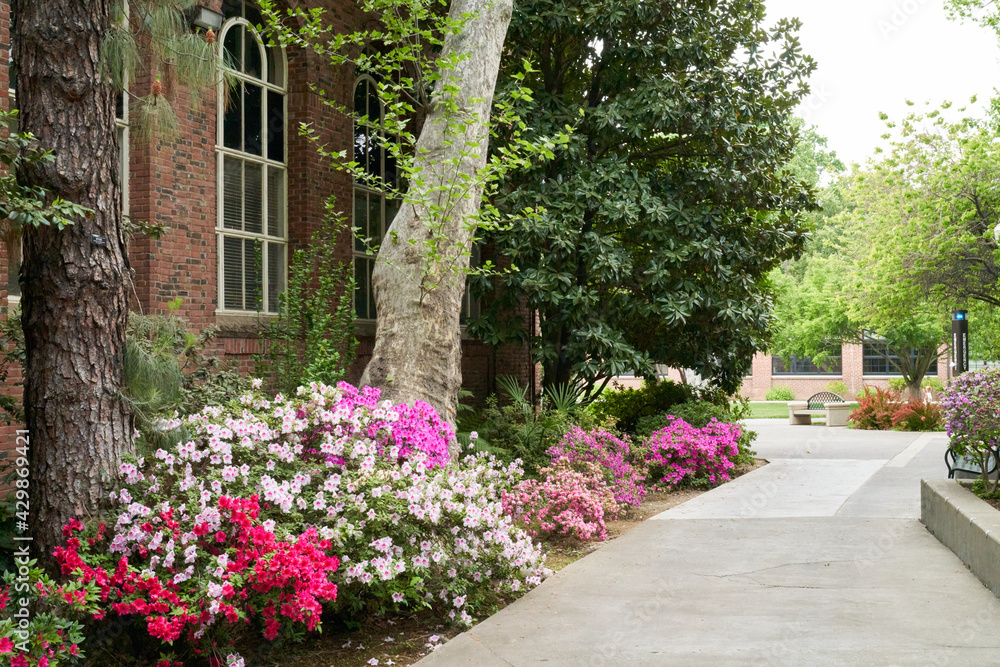 Chico University Path in the Park with Flowers and Trees Chico University Path in the Park with Flowers and Trees