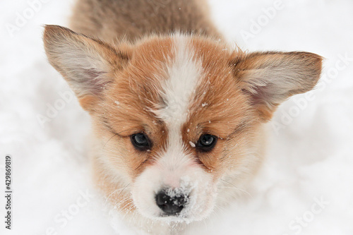 portrait of welsh corgi on a background of snow