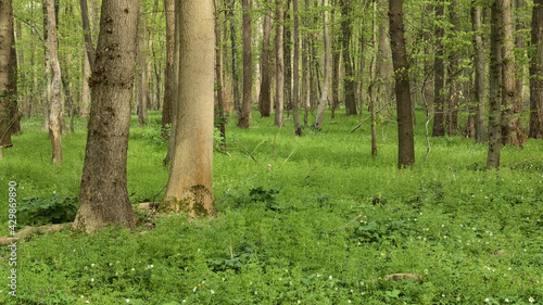 Hannover - Eilenriede, Stadtwald im Frühling, Niedersachsen, Deutschland, Europa photo