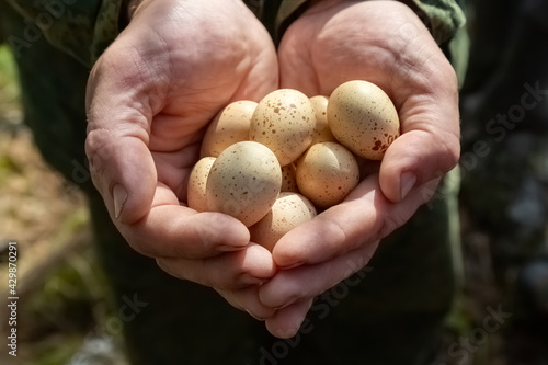 Hands of a man close-up holding eggs of a wild bird. A man helps future chicks, keeping the bird clutch. Forester's work.