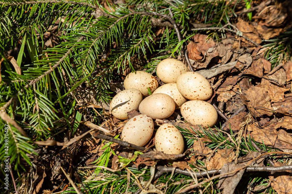 Wild bird nest with eggs among the green grass in the forest. Wild bird nest with eggs among the green grass in the forest.