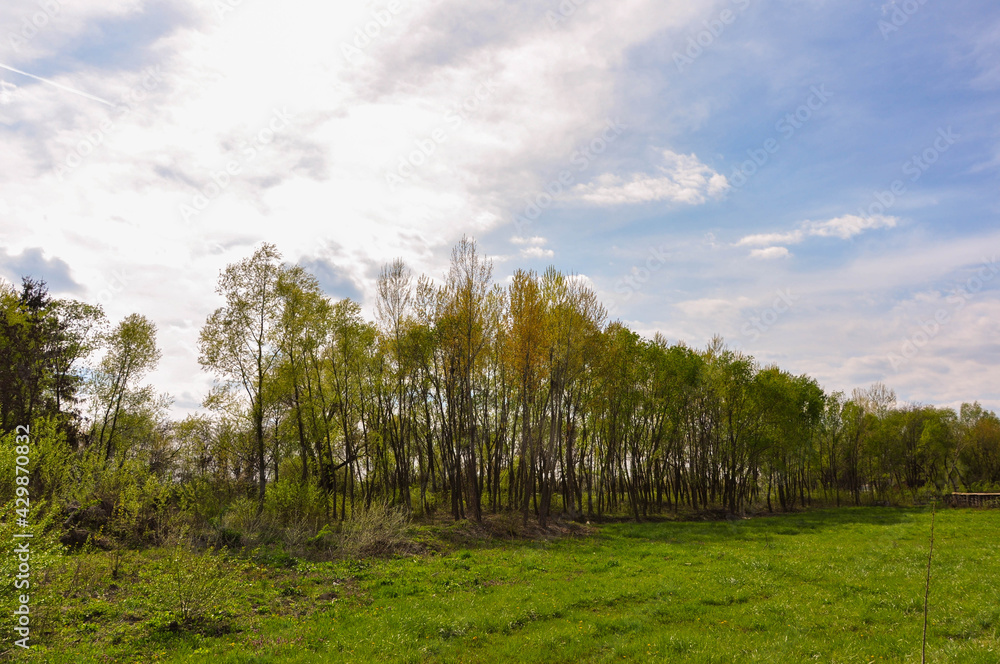 landscape with trees and sky landscape with trees and sky