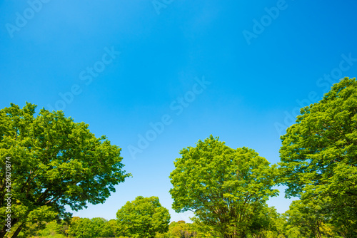  Fresh green trees and blue sky