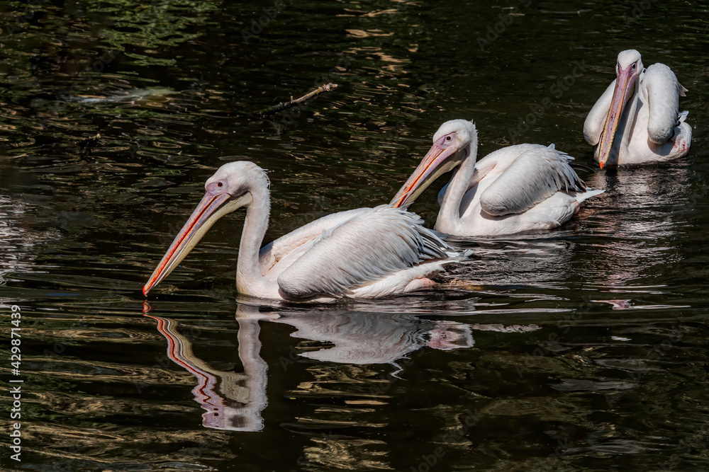 Great White Pelicans (Pelecanus onocrotalus) on lake Great White Pelicans (Pelecanus onocrotalus) on lake