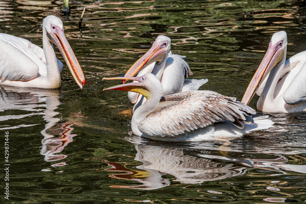 Great White Pelicans (Pelecanus onocrotalus) on lake Great White Pelicans (Pelecanus onocrotalus) on lake