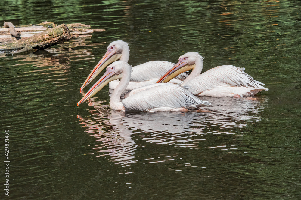 Great White Pelicans (Pelecanus onocrotalus) on lake Great White Pelicans (Pelecanus onocrotalus) on lake