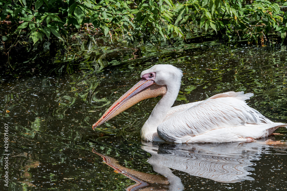 Great White Pelican (Pelecanus onocrotalus) on lake Great White Pelican (Pelecanus onocrotalus) on lake