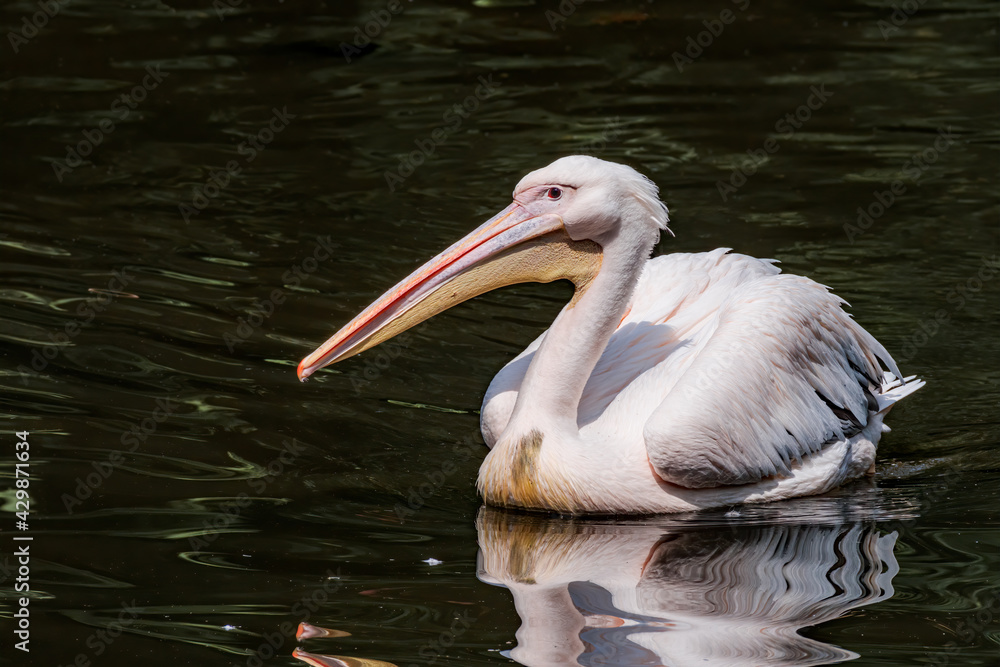 Great White Pelican (Pelecanus onocrotalus) on lake Great White Pelican (Pelecanus onocrotalus) on lake