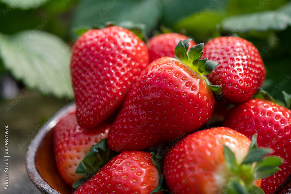 New harvest of ripe red sweet strawberry on farmer fiels and green leaves of strawberry plants close up New harvest of ripe red sweet strawberry on farmer fiels and green leaves of strawberry plants close up