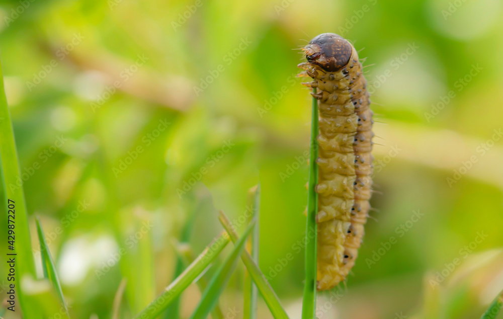 chenille macrophotographie