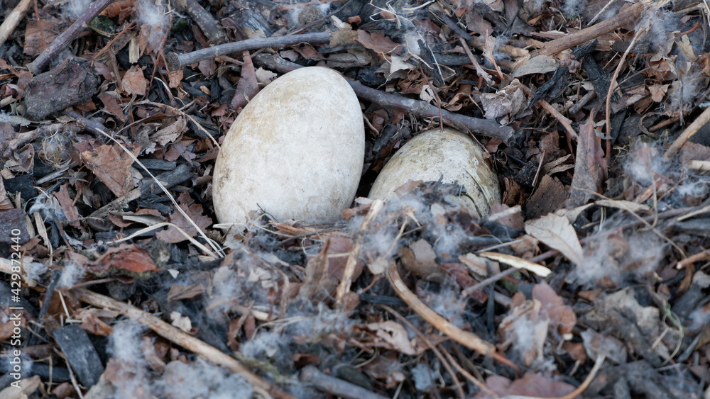 Beautiful close up of a goose nest with eggs and feathers Beautiful close up of a goose nest with eggs and feathers