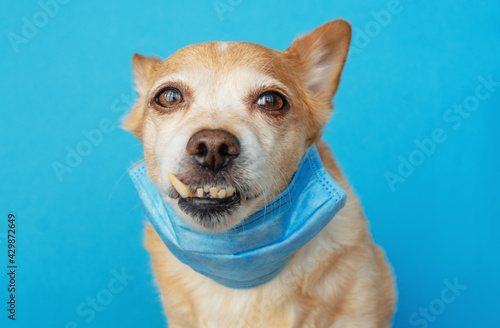 Fototapeta Naklejka Na Ścianę i Meble -  dog wearing a medical face mask to protect herself from infection or air pollution, Coronavirus disease COVID-19 animal concept