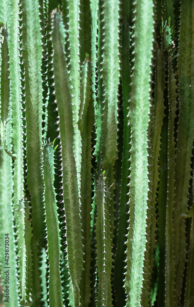 Natural background. Euphorbia stems, succulent. Natural background. Euphorbia stems, succulent.
