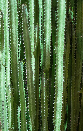 Natural background. Euphorbia stems  succulent.