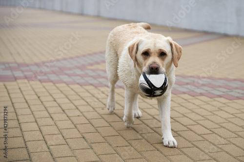 The dog carries a soccer ball for futsal in his mouth. Copy space.