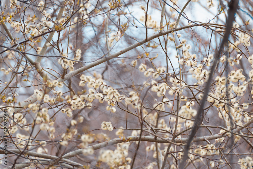 Blooming willow on the bushes. Blooming willow on the bushes.