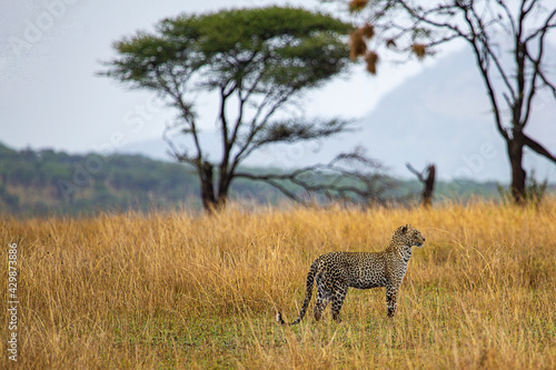 leopard in field