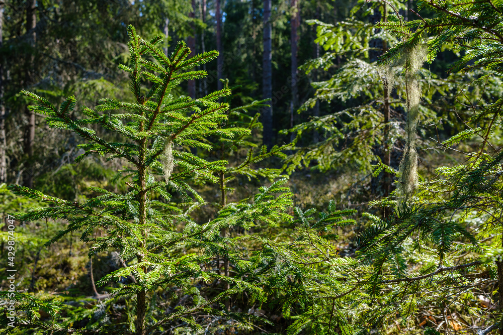natural summer forest lush with bushes, tree trunks and moss natural summer forest lush with bushes, tree trunks and moss
