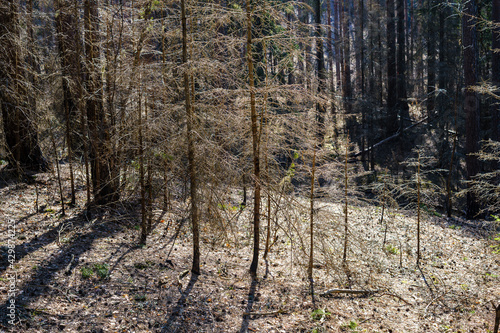 natural summer forest lush with bushes, tree trunks and moss