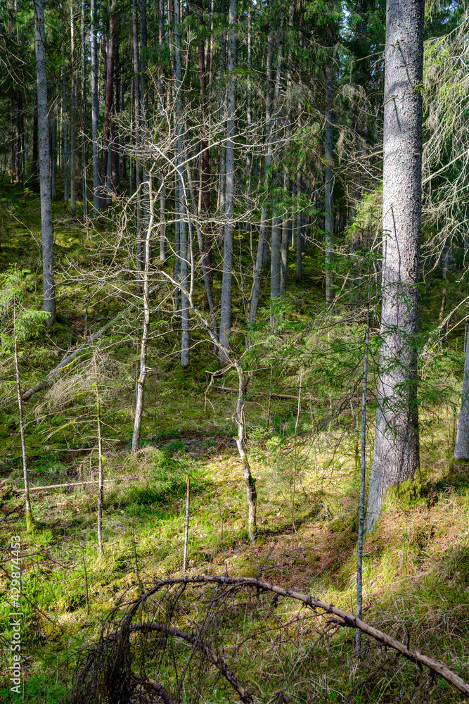 Obraz premium natural summer forest lush with bushes, tree trunks and moss