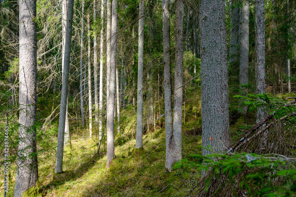 Obraz premium natural summer forest lush with bushes, tree trunks and moss