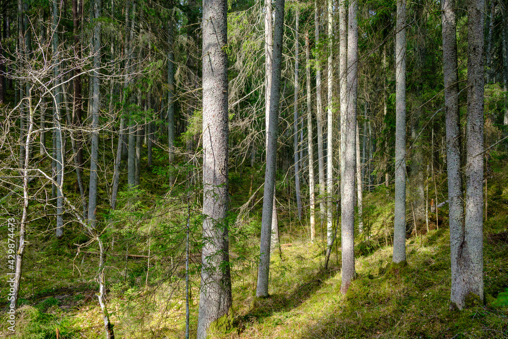 Fototapeta premium natural summer forest lush with bushes, tree trunks and moss