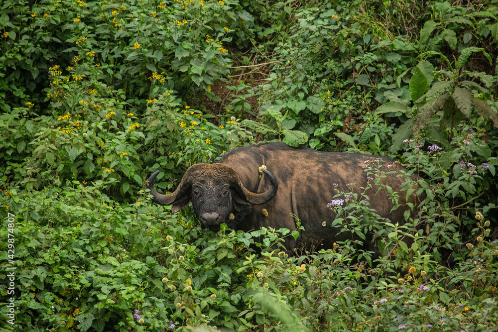 Fototapeta premium Cape Buffalo