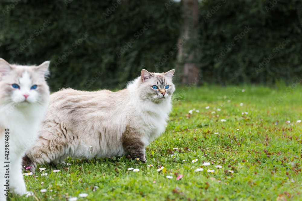 Female and male fluffy ragdoll cats walking in the back yard