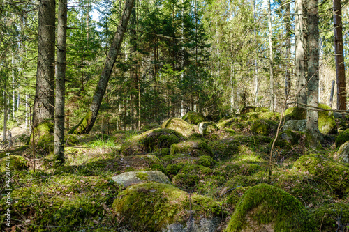 natural summer forest lush with bushes, tree trunks and moss © Martins Vanags