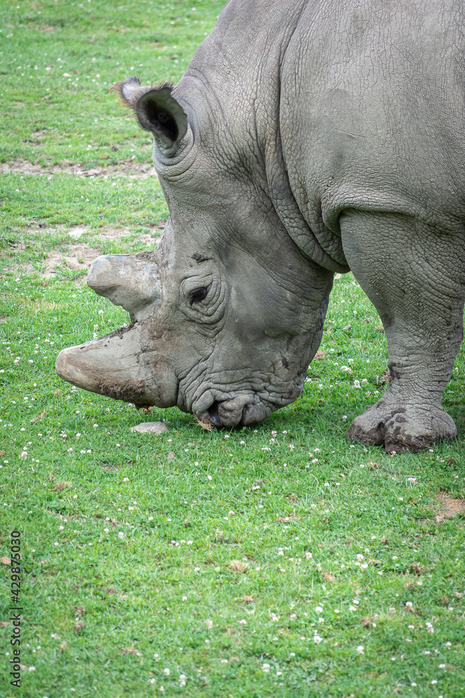Rhinoceros eating grass, seen from the side. Head and front paws only. Endangered animal. Rhinoceros eating grass, seen from the side. Head and front paws only. Endangered animal.