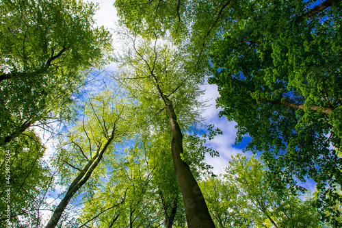 trees in the forest (Buckow, Märkische Schweiz, Brandenburg, Germany)