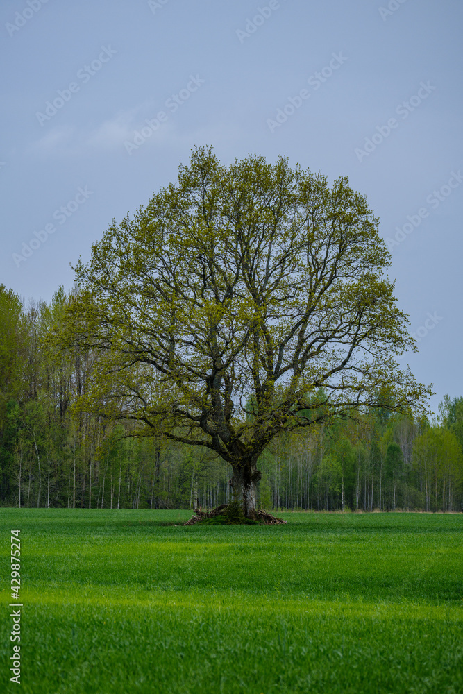 large old tree in the forest